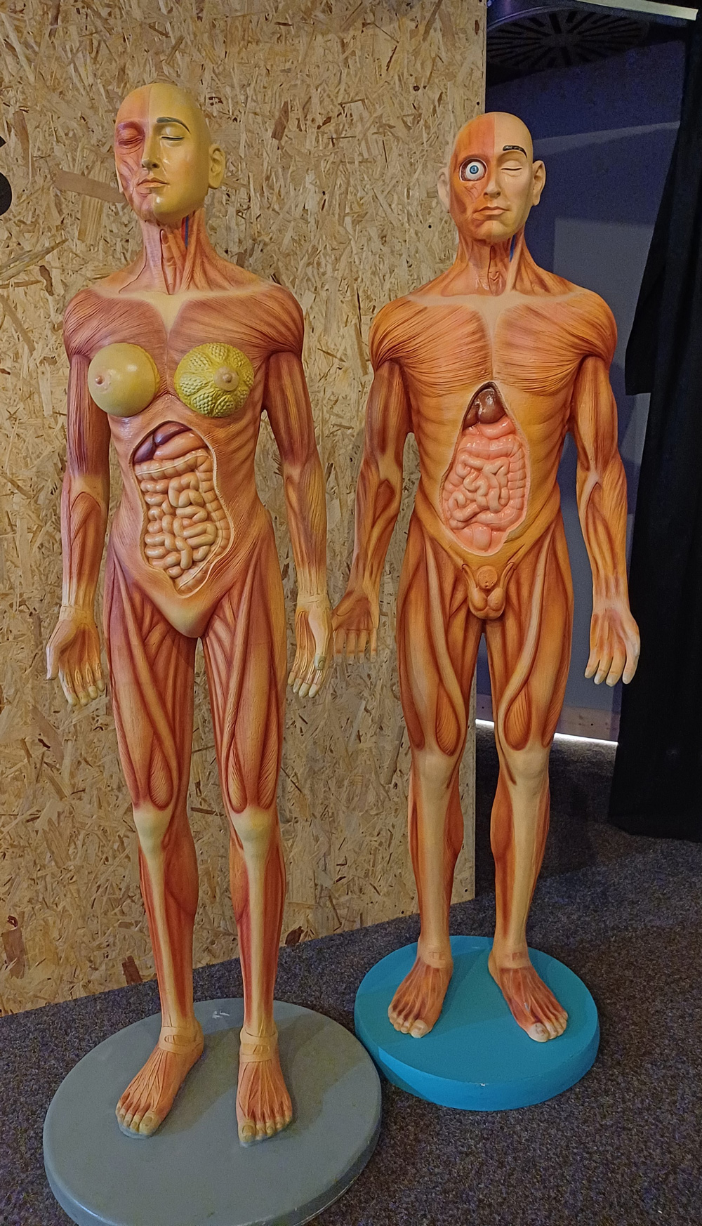 Exp corpo humano.jpg 2