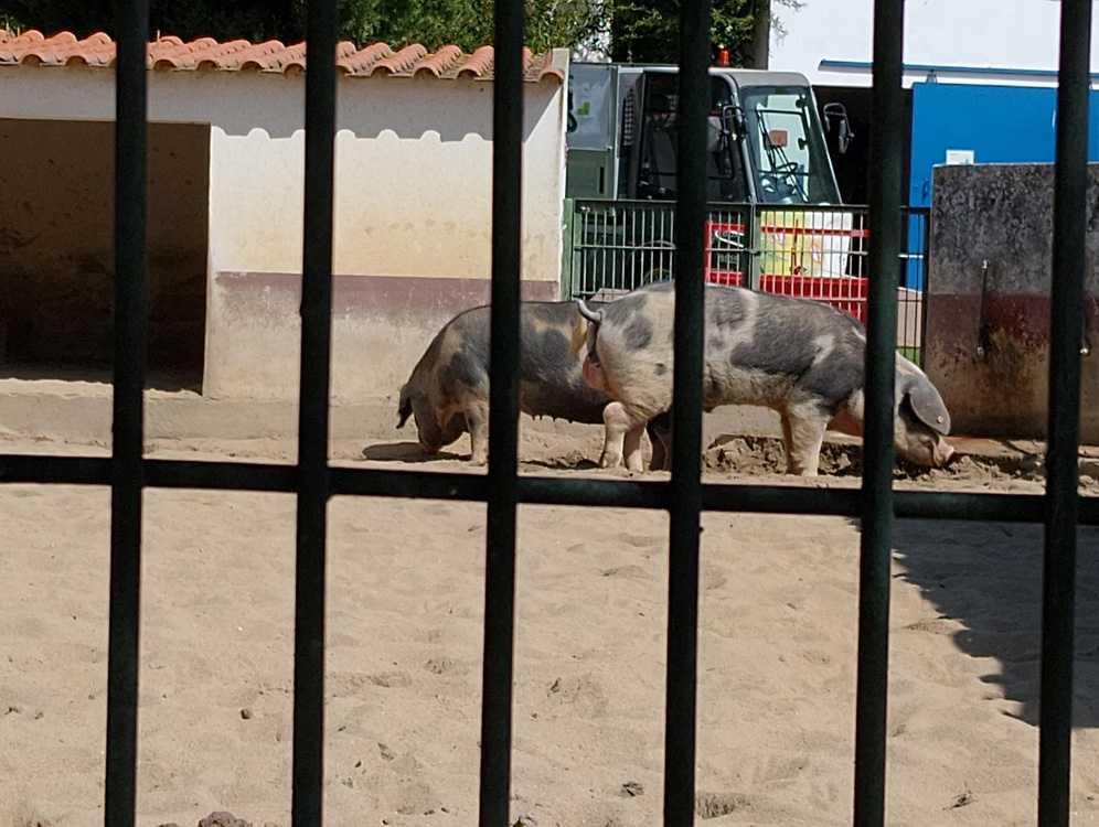 ve qpolivais 8